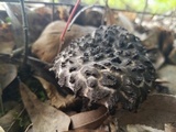 Strobilomyces confusus image