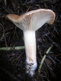 Lactarius xanthogalactus image