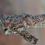 Peniophora albobadia image