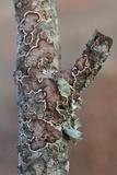 Peniophora albobadia image