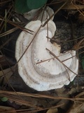 Trametes lactinea image