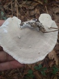 Trametes lactinea image