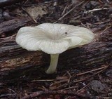 Chrysomphalina strombodes image