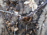 Rhizomarasmius pyrrhocephalus image