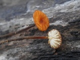 Rhizomarasmius pyrrhocephalus image