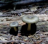Chrysomphalina strombodes image
