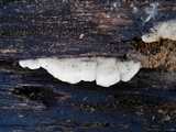 Gloeoporus dichrous image