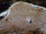Gloeoporus dichrous image