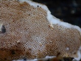 Gloeoporus dichrous image