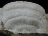 Irpex lacteus image