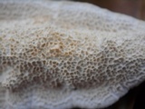 Irpex lacteus image