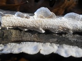 Irpex lacteus image
