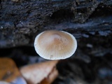 Mycena galericulata image