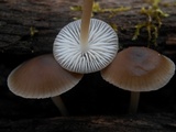 Mycena galericulata image