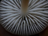 Mycena galericulata image