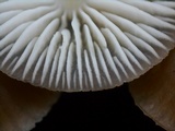 Mycena galericulata image