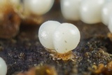 Trichia varia image