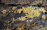 Trichia varia image