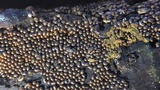 Trichia varia image