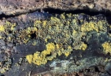 Trichia varia image