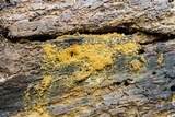 Trichia varia image