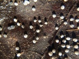 Badhamia gracilis image