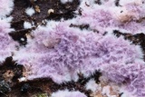 Punctularia atropurpurascens image