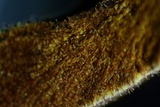 Hymenochaete rubiginosa image