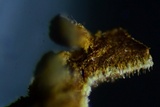 Hymenochaete rubiginosa image