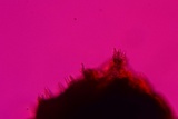 Hymenochaete rubiginosa image