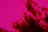 Hymenochaete rubiginosa image