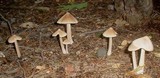 Entoloma strictius image