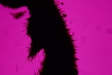 Hymenochaete rubiginosa image