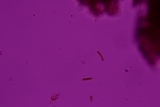Hymenochaete rubiginosa image