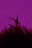 Hymenochaete rubiginosa image