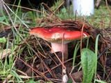 Russula rhodocephala image