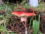 Russula rhodocephala image