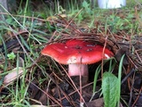 Russula rhodocephala image