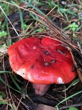 Russula rhodocephala image