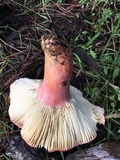 Russula rhodocephala image