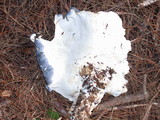 Albatrellus flettii image