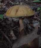 Boletus longicurvipes image