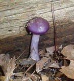 Cortinarius iodes image