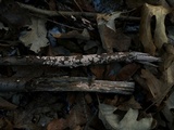 Corticium lombardiae image