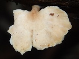 Polyporus grammocephalus image
