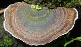 Coriolopsis caperata image
