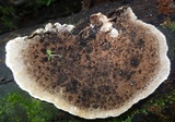 Coriolopsis caperata image