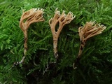 Ramaria incognita image