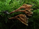 Ramaria incognita image