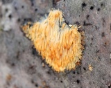Sarcodontia setosa image